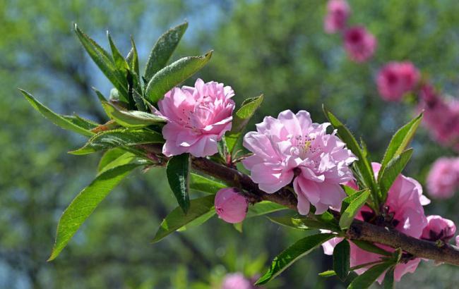 mini苹果手机报价_苹果手机mini价